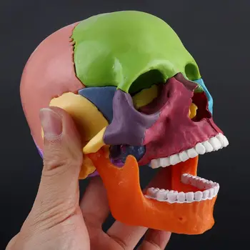15 шт./компл. 4D Разобранная цветная анатомическая модель черепа, Съемный медицинский обучающий набор